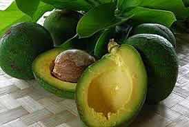 Avocado introduced to Hawaii