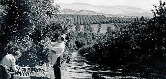 CA Avocado Society Founded