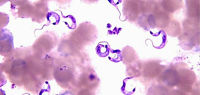 Descubrimiento de la Enfermedad de Chagas