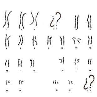 Primer borrador del genoma humà