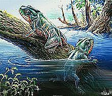 Esimesed kahepaiksed