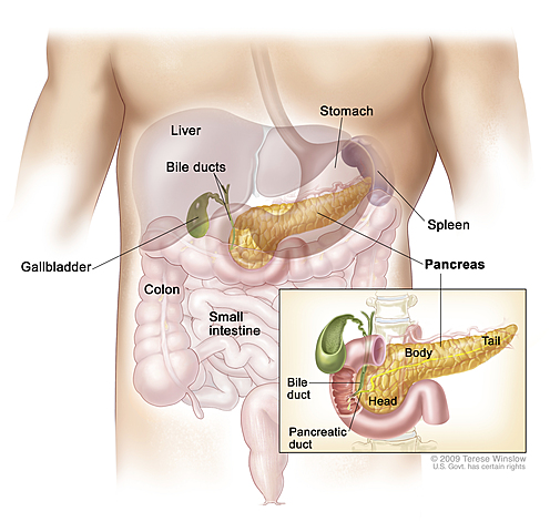 Langerhans's Discovery