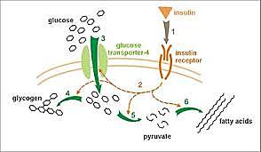 Insulin receptors