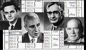 W.Nirenberg, Ochoa, Khorana i Brenner