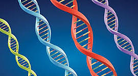 Timeline: Història de la genètica