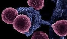 Día #8 EL OTRO ACTOR EN LA PRIMERA LINEA  SON LAS CÉLULAS  NK