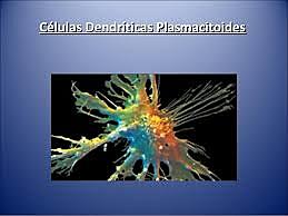 DÍA #11 SEGUNDA FASE Las células dendríticas son el enlace entre la primera y la segunda línea de defensa.