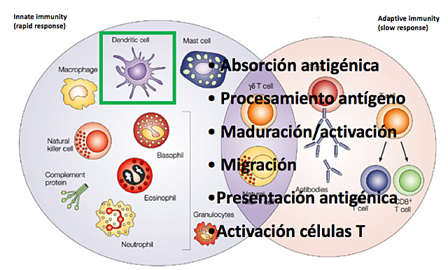 Día #12 LAS CÉLULAS DENDRÍTICAS  le presentan el virus a los linfocitos T colaborador