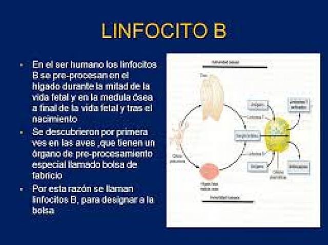 Día #13 HAY MILLONES DE VARIANTES  DE LINFOCITOS B