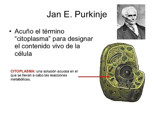 Observo el Citoplasma Celular