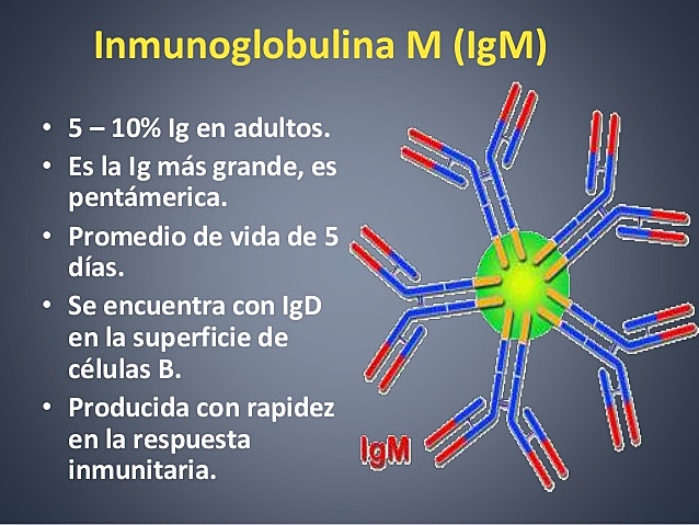 Día #15 Inmunoglobulina M  (IgM)