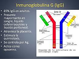 Día 16 Inmunoglobulina G  (IgG)