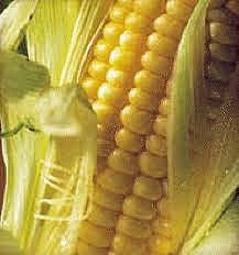 Primeres plantes transgèniques