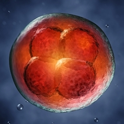 Timeline: 1° Semana de Gestação