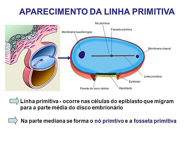 Formação da Linha Primitiva