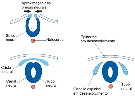 2- Neurulação: Formação do tubo neural