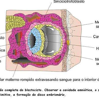 Timeline: Segunda Semana do Desenvolvimento Embrionário