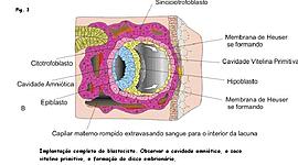 Timeline: Segunda Semana do Desenvolvimento Embrionário