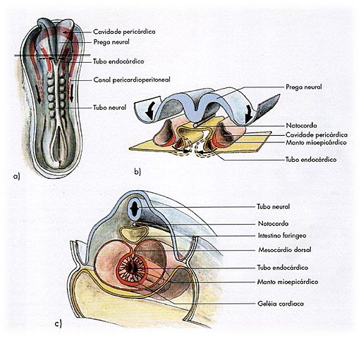 5- Desenvolvimento do sistema cardiovascular
