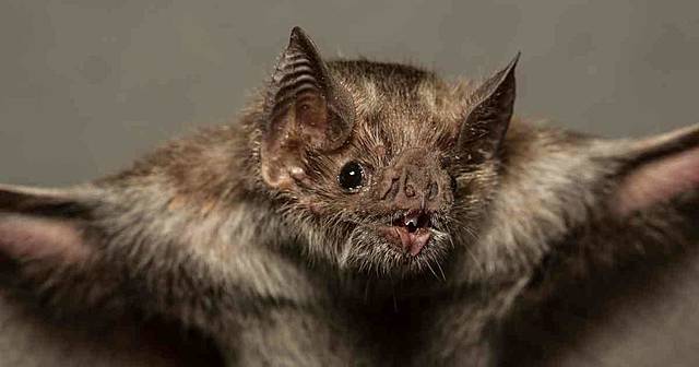 Anuncian al murciélago como culpable del origen del coronavirus