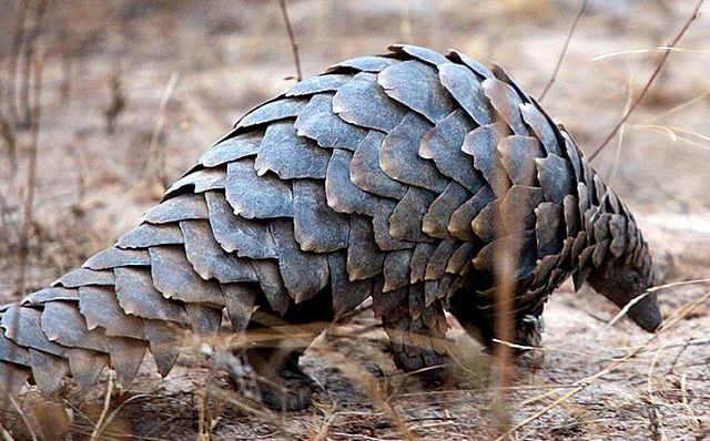 El Pangolín vuelve como principal candidato del Coronavirus