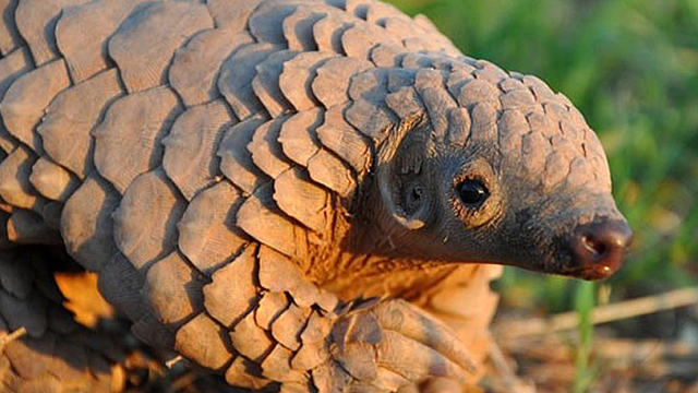 Se desmiente el Pangolín como culpable del coronavirus