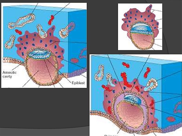 Formação da Membrana de Heuser.