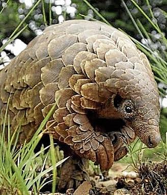 El posible culpable del covid-19; el Pangolin