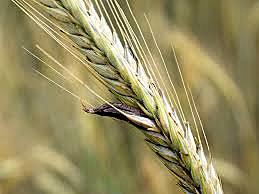Cornezuelo o Ergot