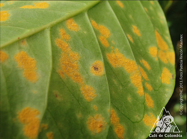 Roya del Café