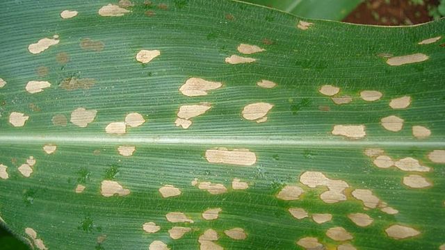 Tizón de la hoja de maíz