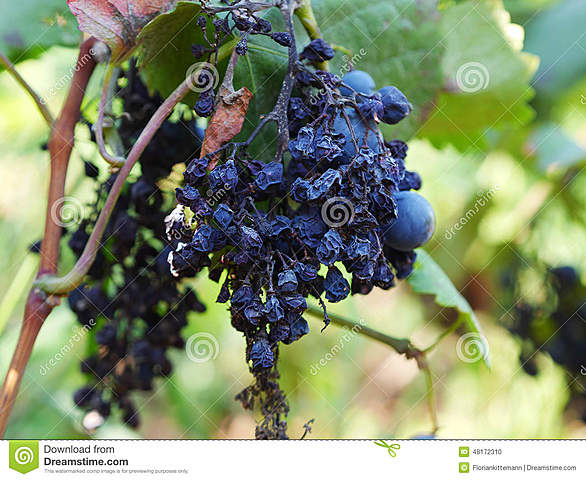 Moho suave de las uvas