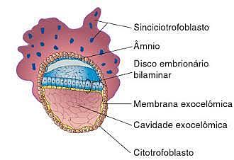 Diferenciação do trofoblasto.