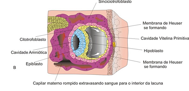 Aparecimento da cavidade amniótica.