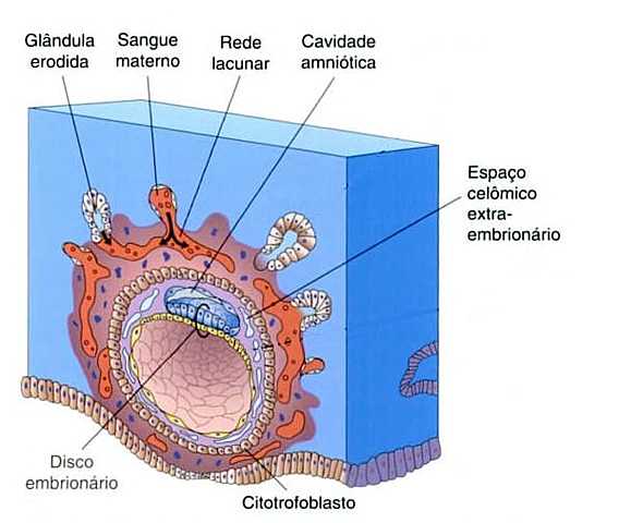 Saco vitelino primitivo (ou cavidade exocelômica).