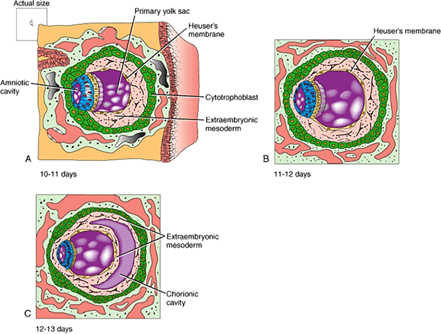 Formação da cavidade coriônica.