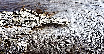 Enfermedad Holandesa del Olmo