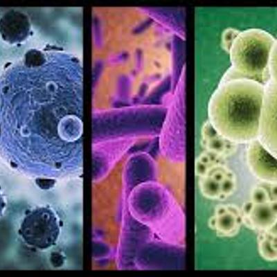 Timeline: Historia de los microorganismos