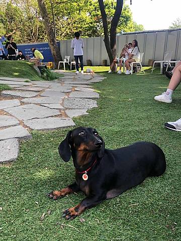 Met my first dog, Kong