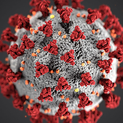 Timeline: El Coronavirus en el cuerpo humano