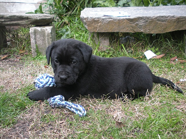 mi perrito cumple un mes