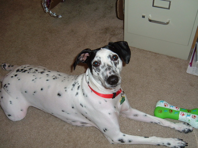 Got My Favorite Doggy