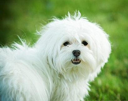 Get my first pet. A dog called Lala