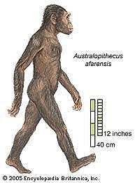 AUSTRALOPITHECUS