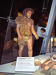 Homo Neanderthalensis