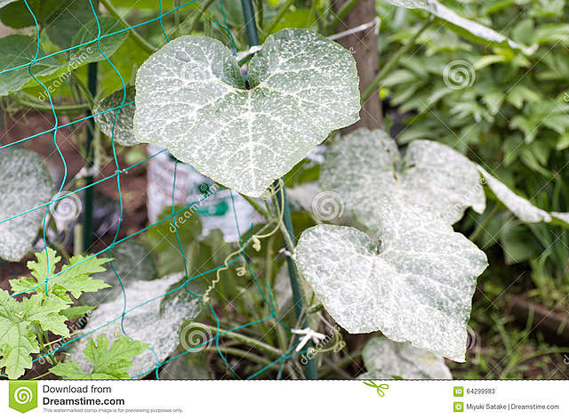 Moho Polvoriento en Uvas