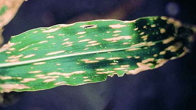 Tizón de la hoja de maíz
