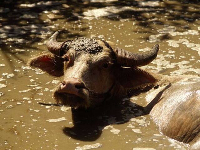 Water Buffalo