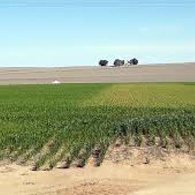 Timeline: PEORES EPIDEMIAS EN FITOPATOLOGÍA- Aileen Guala