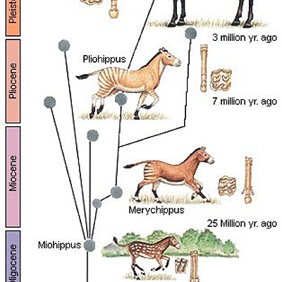 Timeline: Linea del tiempo Caballo